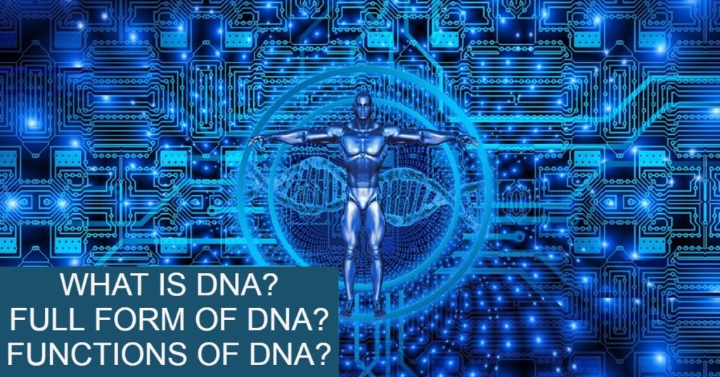 what-is-dna-full-form-of-dna-ka-functions
